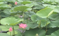 一起讀報(bào)-7月13日